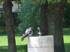 Corvus cornix