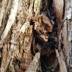 Lenzitopsis oxycedri