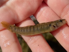 Etheostoma flabellare