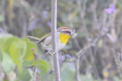 Basileuterus rufifrons