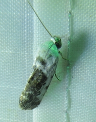 Acontiini