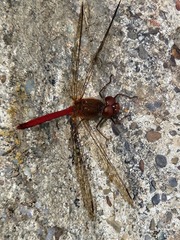 Sympetrum vicinum