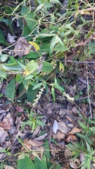Polygonum