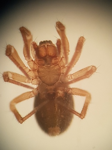 Asthenargus paganus