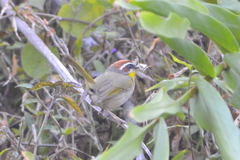 Basileuterus rufifrons