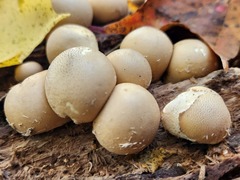 Apioperdon pyriforme