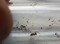 Entelecara acuminata