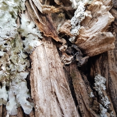 Lenzitopsis oxycedri