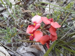 Dillwynia hispida