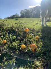 Hygrocybe acutoconica