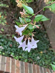 Abelia