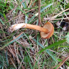 Rhodophana nitellina