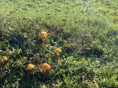 Hygrocybe acutoconica