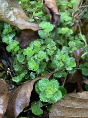 Chrysosplenium
