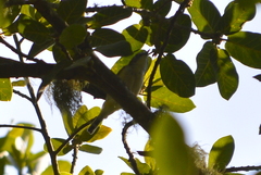 Vireo cassinii