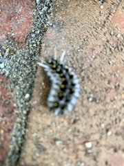 Lophocampa roseata
