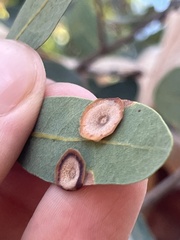 Andricus pattersonae