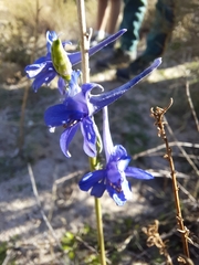 Delphinium gracile