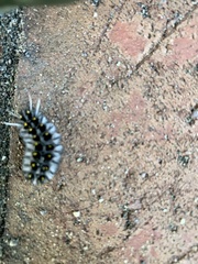 Lophocampa roseata