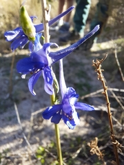 Delphinium gracile