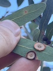 Andricus pattersonae