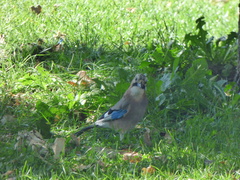 Garrulus glandarius