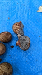 Scleroderma verrucosum