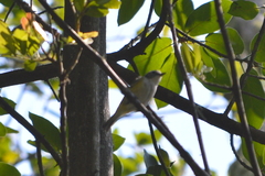 Vireo solitarius