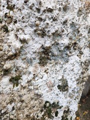 Phlyctis petraea