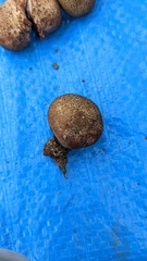 Scleroderma verrucosum