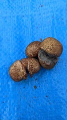 Scleroderma verrucosum