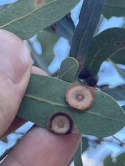 Andricus pattersonae