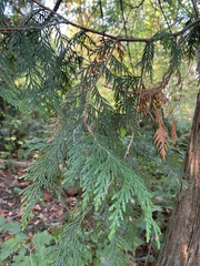 Thuja plicata