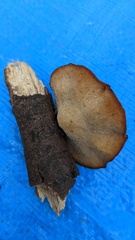 Polyporus