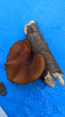 Polyporus