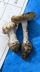Amanita castanopsidis