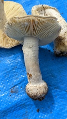 Amanita castanopsidis