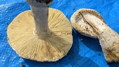 Amanita castanopsidis
