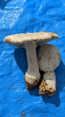 Amanita castanopsidis