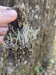 Cladonia subsquamosa