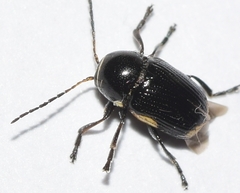 Cryptocephalus moraei