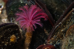 Eudistylia polymorpha