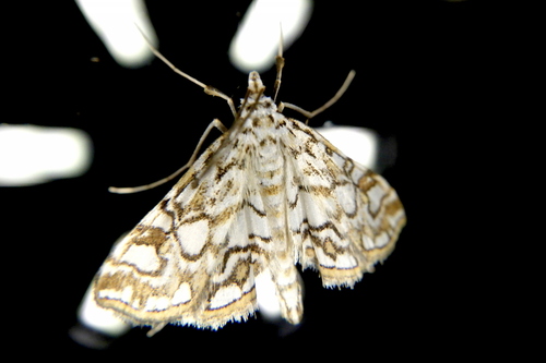 Elophila nymphaeata