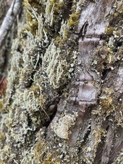 Cladonia subsquamosa