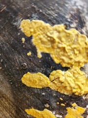 Trichoderma sulphureum