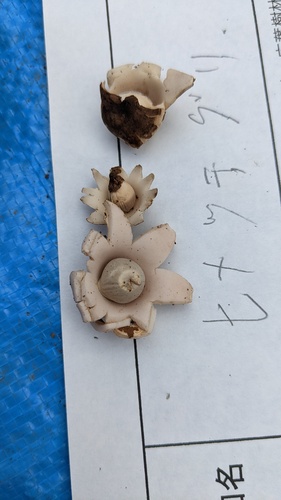 Geastrum schmidelii