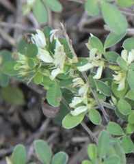 Lespedeza chinensis