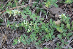 Lespedeza chinensis