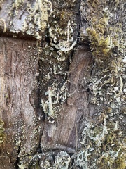 Cladonia subsquamosa