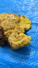 Laetiporus versisporus